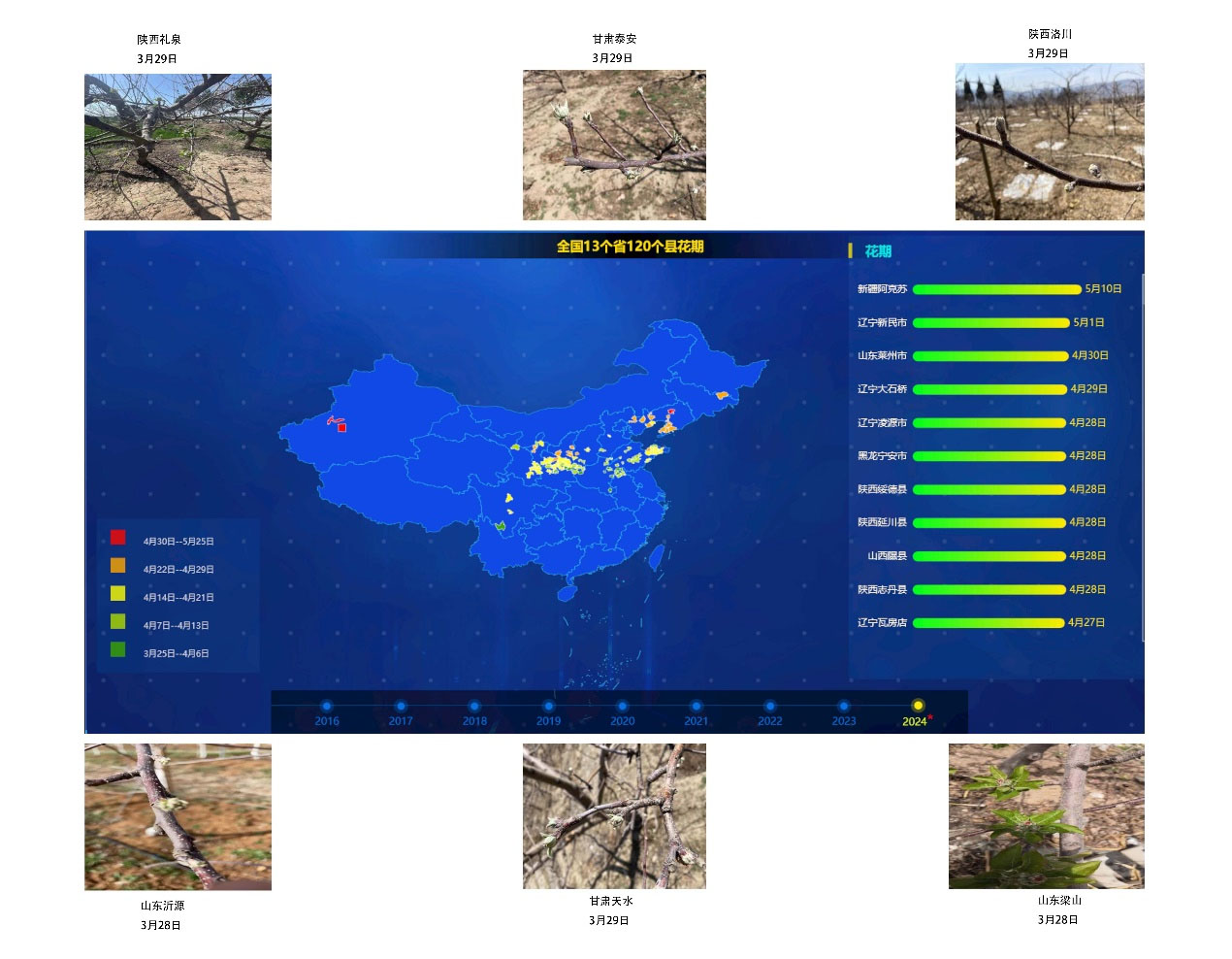 2024年全國蘋果樹預(yù)計(jì)始花期時間和部分產(chǎn)區(qū)實(shí)拍圖 