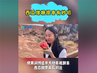 西瓜增糖提香有妙招，使用潤(rùn)博盛親大地有機(jī)酵素，西瓜甜度前后對(duì)比