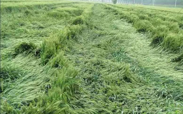如何預(yù)防小麥后期倒伏？
