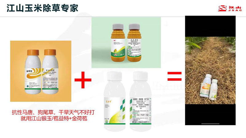 天氣干旱 玉米田超好用的除草劑方案推薦！除草干凈，不傷苗！