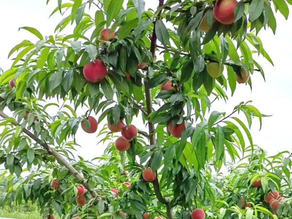 七月份桃樹(shù)怎么管理