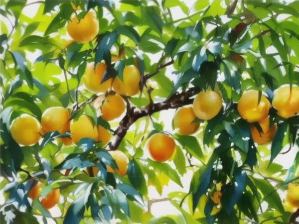 高溫天氣果樹(shù)如何安全度夏？